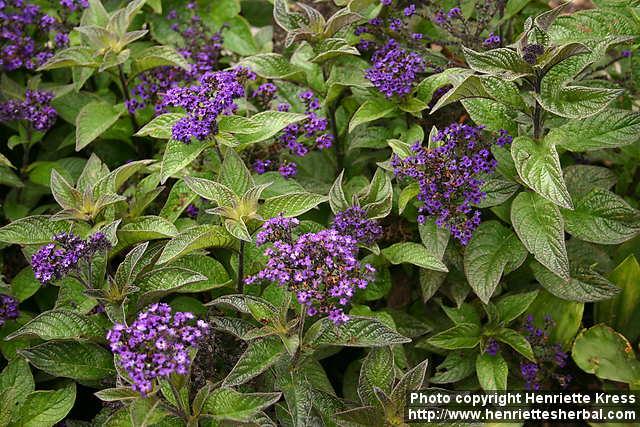 Photo: Heliotropium arborescens 4.