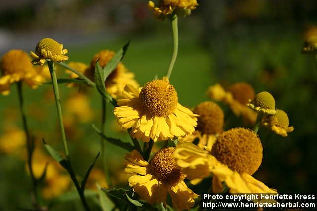 Photo: Helenium autumnale 12.