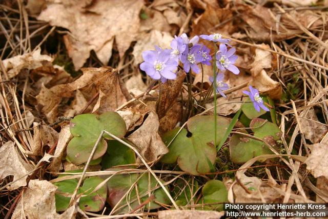 Photo: Hepatica nobilis 12.