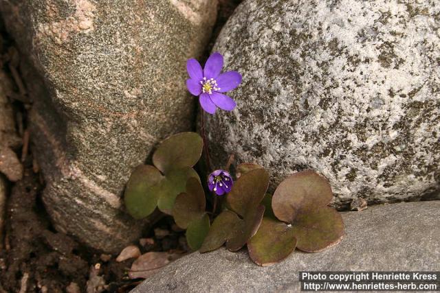 Photo: Hepatica nobilis 13.