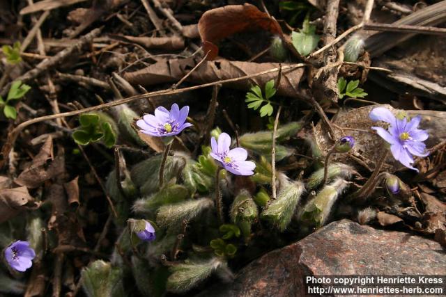 Photo: Hepatica x media 9.