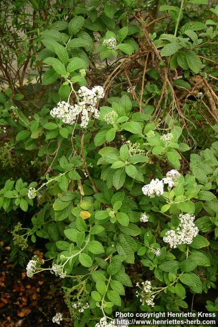 Photo: Heliotropium arborescens 6.