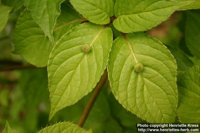 Photo: Helwingia japonica 1.