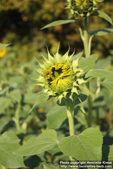 Photo: Helianthus annuus 34.