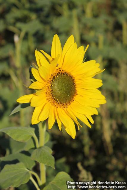 Photo: Helianthus annuus 35.