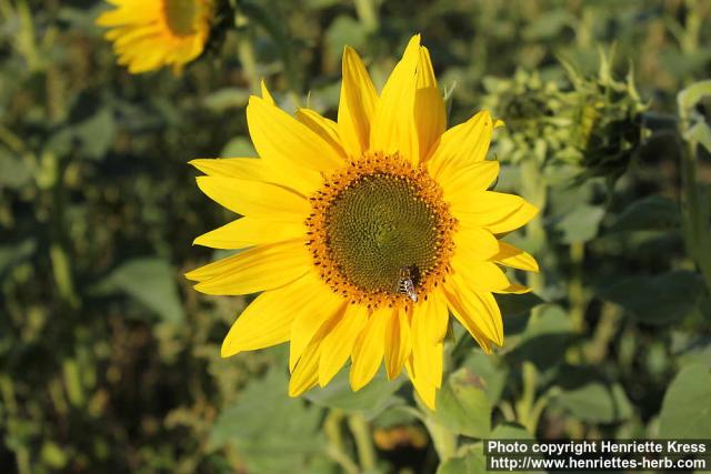 Photo: Helianthus annuus 40.