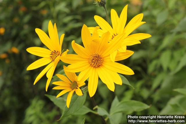 Photo: Helianthus tuberosus 12.