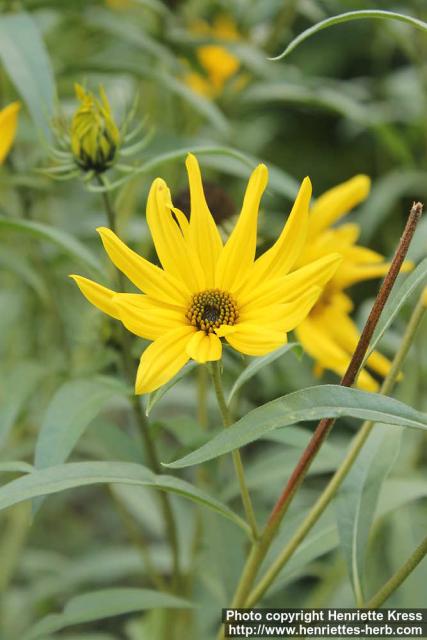 Photo: Helianthus maximiliani 3.