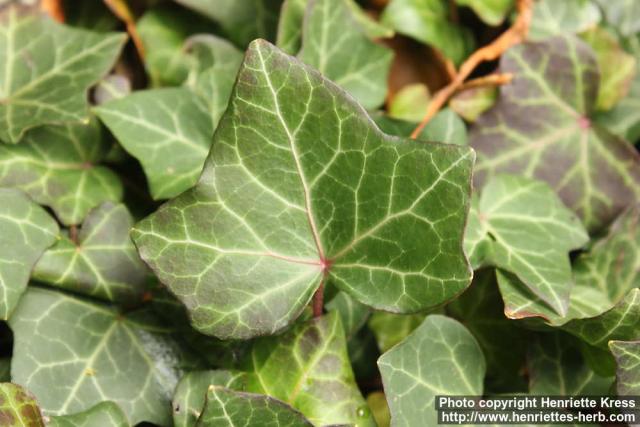 Photo: Hedera helix 9.