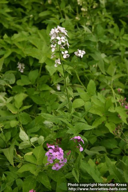 Photo: Hesperis matronalis 3.