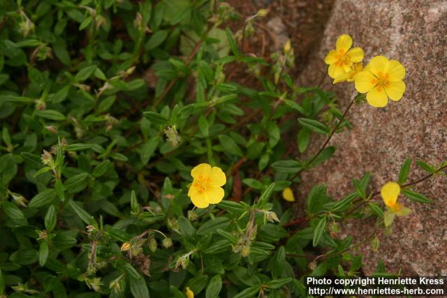 Photo: Helianthemum nummularium 4.