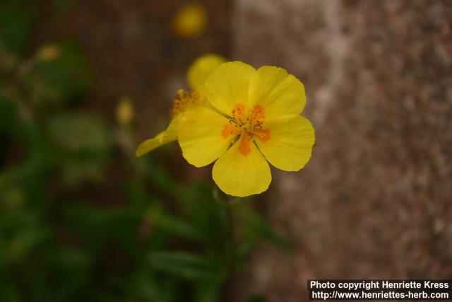 Photo: Helianthemum nummularium 5.