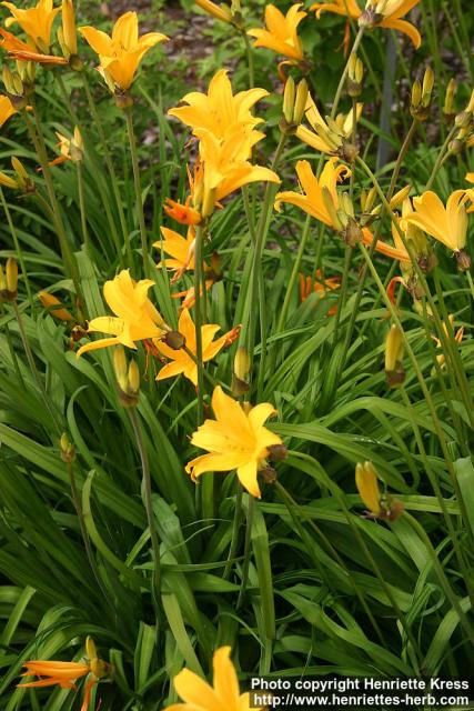 Photo: Hemerocallis middendorffii 0.