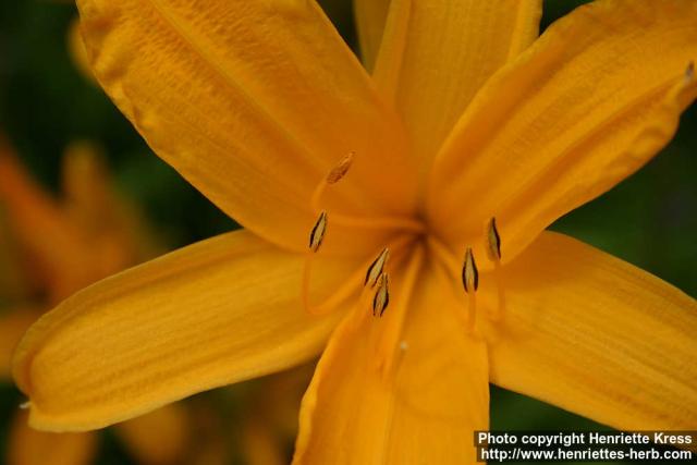 Photo: Hemerocallis middendorffii 1.