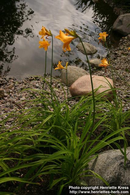 Photo: Hemerocallis dumortieri 0.