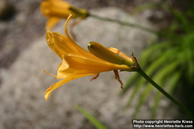 Photo: Hemerocallis dumortieri 1.