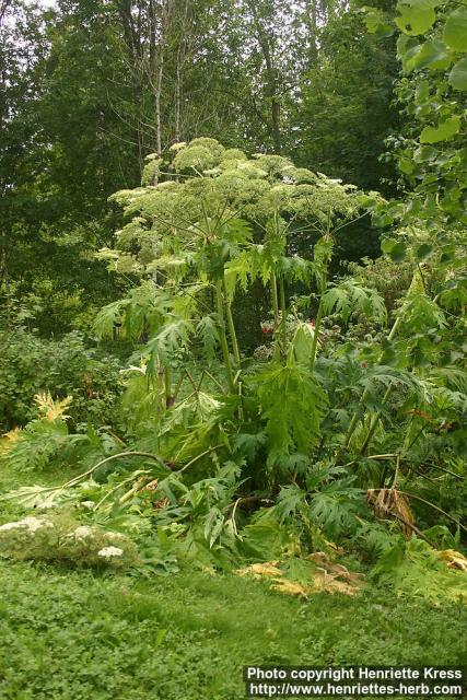 Photo: Heracleum mantegazzianum 04.