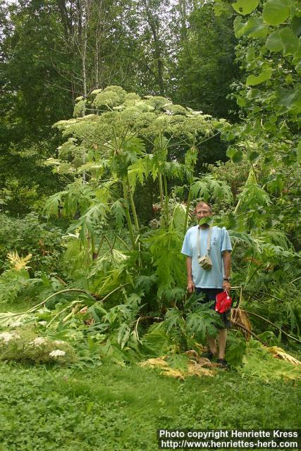 Photo: Heracleum mantegazzianum 05.