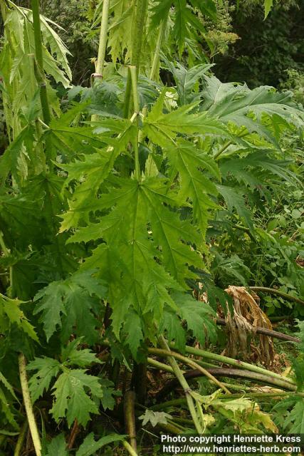 Photo: Heracleum mantegazzianum 10.