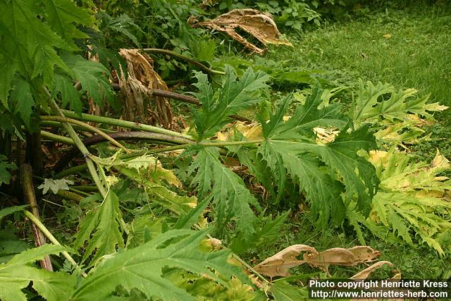 Photo: Heracleum mantegazzianum 11.