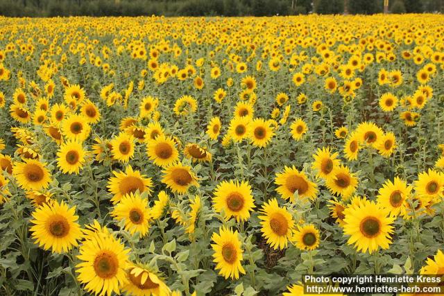 Photo: Helianthus annuus 19.