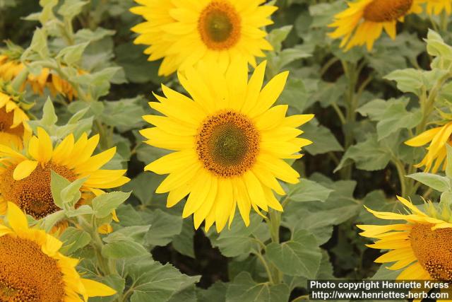 Photo: Helianthus annuus 20.