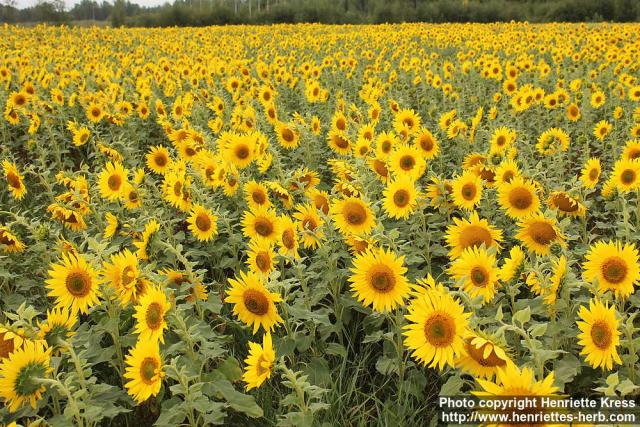 Photo: Helianthus annuus 22.