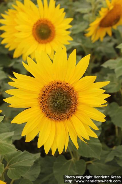 Photo: Helianthus annuus 24.