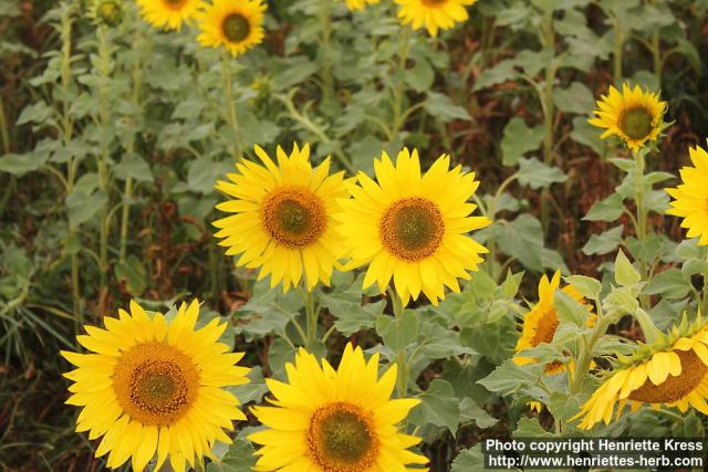 Photo: Helianthus annuus 25.