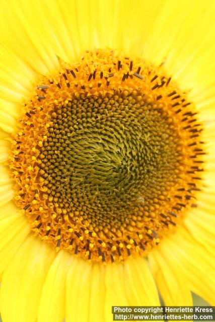 Photo: Helianthus annuus 27.