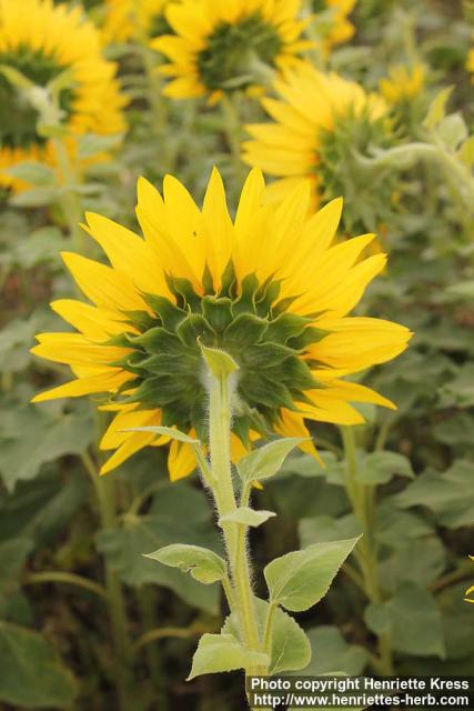 Photo: Helianthus annuus 30.