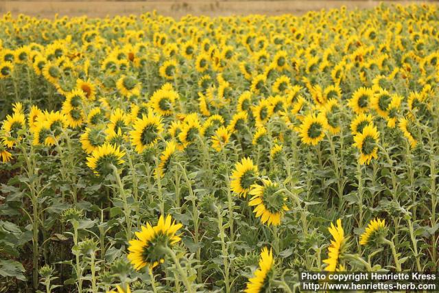 Photo: Helianthus annuus 31.