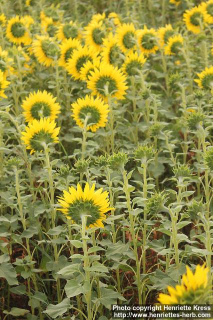 Photo: Helianthus annuus 33.