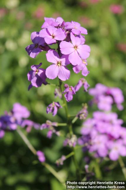 Photo: Hesperis matronalis 07.