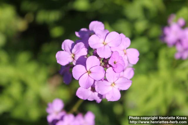 Photo: Hesperis matronalis 09.