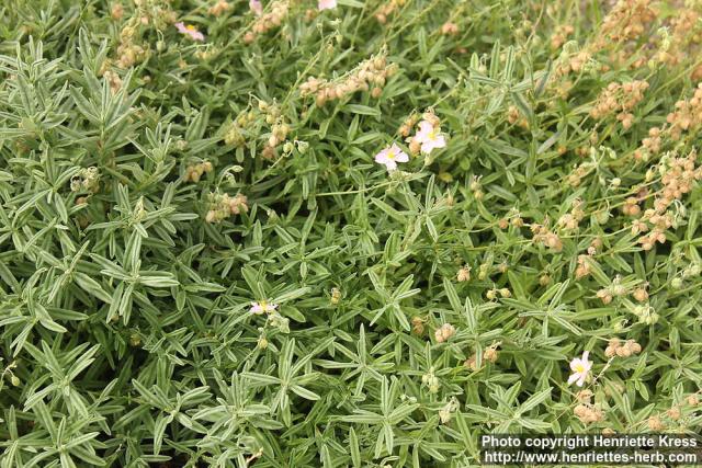 Photo: Helianthemum oelandicum 0.