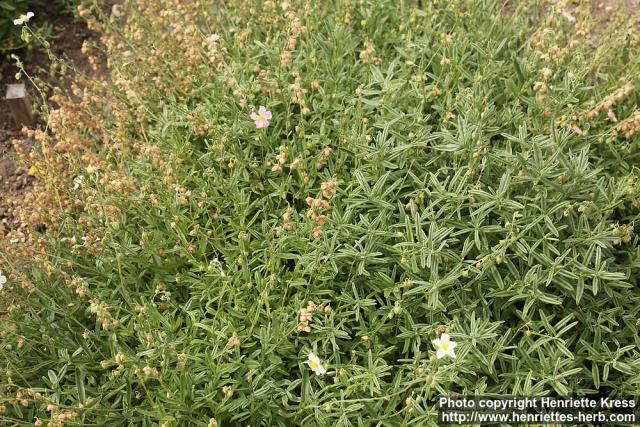 Photo: Helianthemum oelandicum 2.