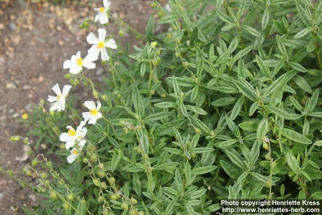 Photo: Helianthemum ledifolium 0.