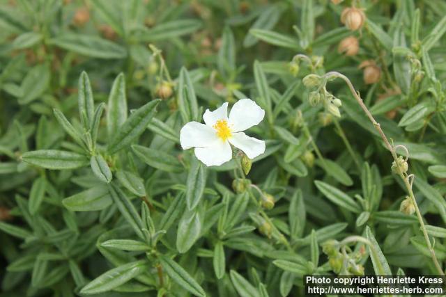 Photo: Helianthemum ledifolium 1.