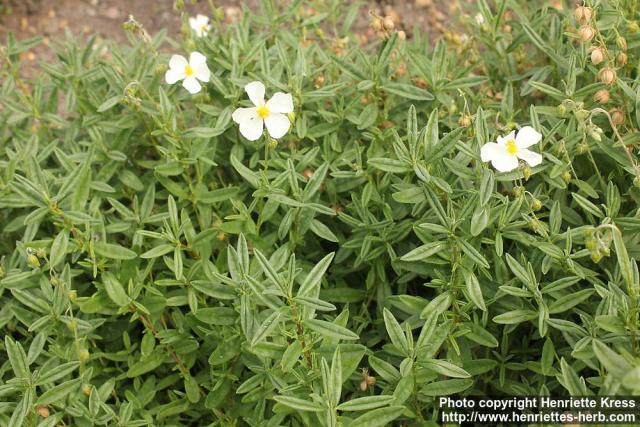 Photo: Helianthemum ledifolium 2.