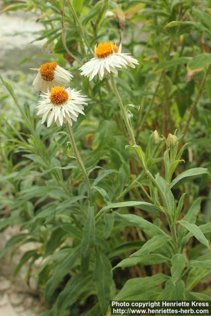 Photo: Helichrysum petiolare 3.