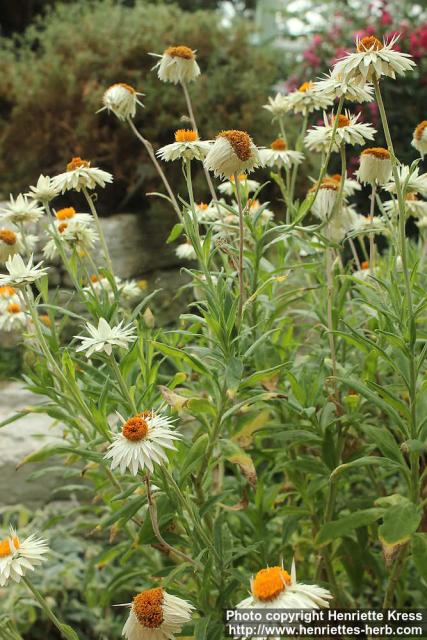 Photo: Helichrysum petiolare 4.