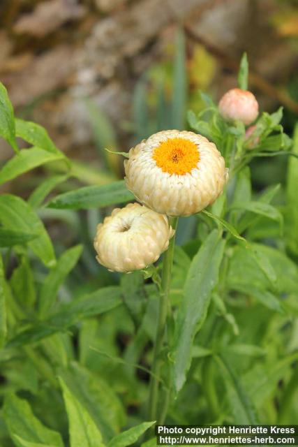 Photo: Helichrysum bracteatum 10.