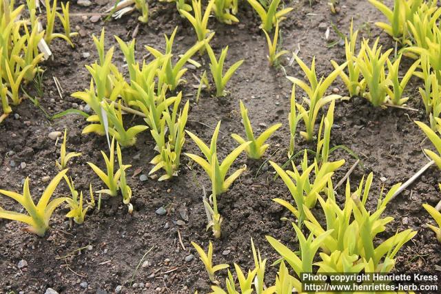 Photo: Hemerocallis fulva 0.