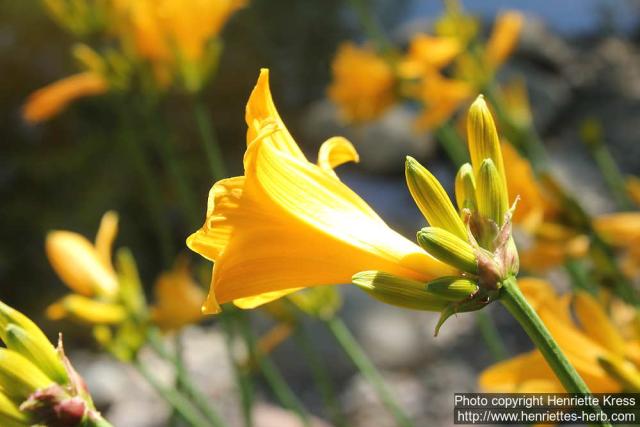 Photo: Hemerocallis dumortieri 2.