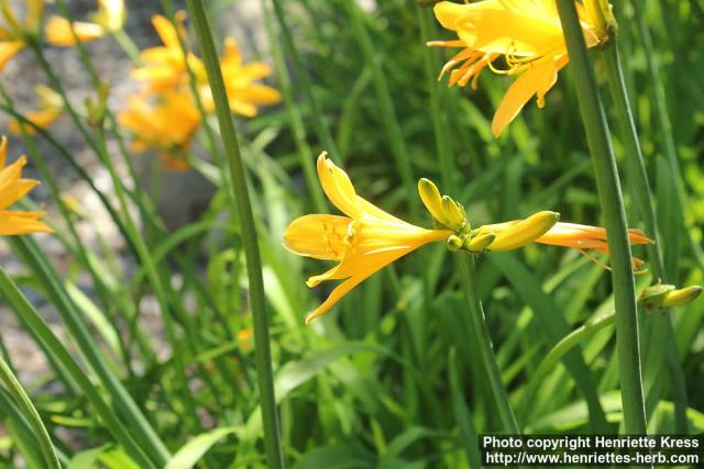 Photo: Hemerocallis dumortieri 3.