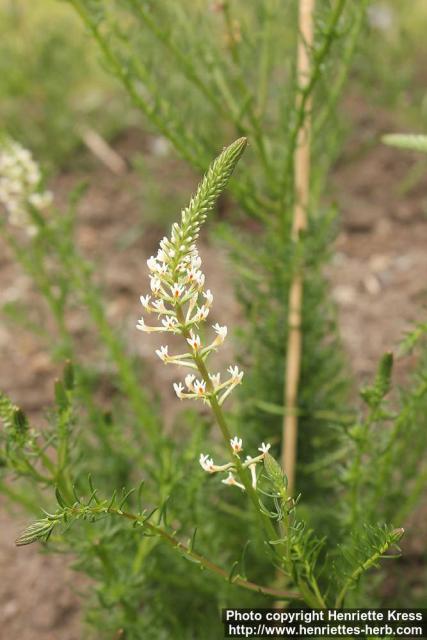 Photo: Hebenstretia dentata 0.