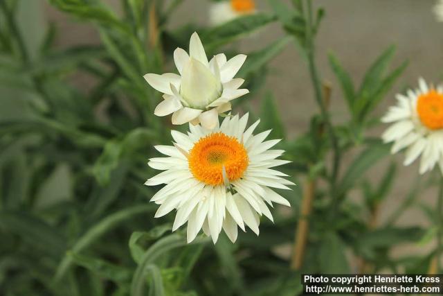 Photo: Helichrysum petiolare 7.