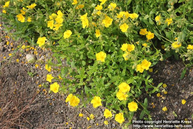 Photo: Helianthemum nummularium 07.