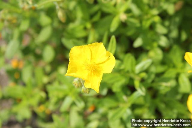 Photo: Helianthemum nummularium 08.